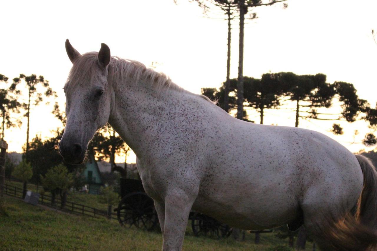 Sitio Arapongas Villa Campo Alegre  Eksteriør billede